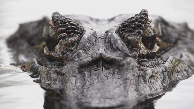 Yacare Caiman (Caiman yacare) submerging in South American wetlands