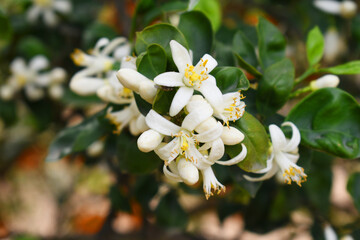 Blossoming orange tree flowers, orange blossoms, Spring harvest, closeup of Orange tree branches with flowers, buds and leaves, Chakwal, Punjab, Pakistan