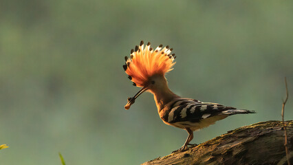 Wiedehopf vor der Buthöhle © Mitschi