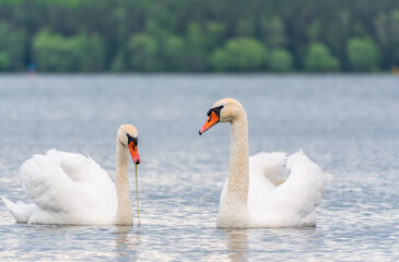 Fototapeta premium Mating games of a pair of white swans. Swans swimming on the water in nature. Valentine's Day background