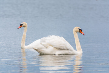 Fototapeta premium Mating games of a pair of white swans. Swans swimming on the water in nature. Valentine's Day background