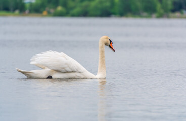 Graceful white Swan swimming in the lake, swans in the wild. Portrait of a white swan swimming on a lake.