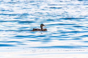 A family of ducks, a duck and its little ducklings are swimming in the water. The duck takes care of its newborn ducklings. Mallard, lat. Anas platyrhynchos