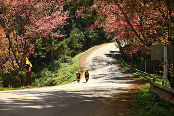 Scenic view of Wild Himalayan cherry blooming on both sides on the Doi Ang Khang route Chiang Mai...