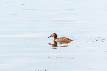 The waterfowl bird Great Crested Grebe swimming in the calm lake