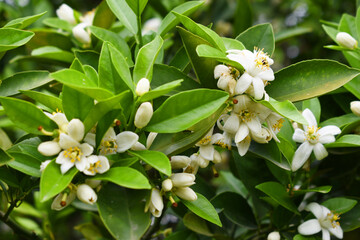Blossoming orange tree flowers, orange blossoms, Spring harvest, closeup of Orange tree branches with flowers, buds and leaves, Chakwal, Punjab, Pakistan