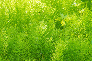 Wood horsetail (Equisetum sylvaticum) growing in the forest close up. Equisetum arvense, the field horsetail or common horsetail. Perennial herb