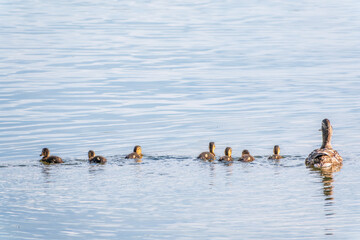A family of ducks, a duck and its little ducklings are swimming in the water. The duck takes care...