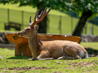 芝生の上で休む雄鹿