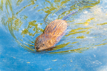 Muskrat, Ondatra zibethicuseats swiming at the surface of the lake water.