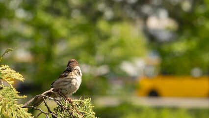 Eurasian Tree Sparrow