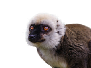 albifrons eulemur isolated on white background