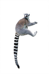 sitting lemur isolated on white background © fotomaster