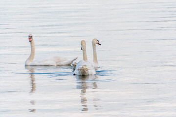 Three graceful white swans swims in the lake, swans in the wild.