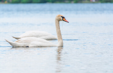 Fototapeta premium Graceful white Swan swimming in the lake, swans in the wild. Portrait of a white swan swimming on a lake.