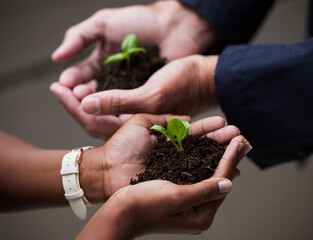 Hands, seedling and plant with soil for growth, startup or company for future investment....