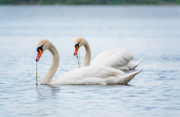 Obraz premium Two Graceful white Swans swimming in the lake, swans in the wild