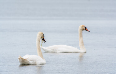 Obraz premium Two Graceful white Swans swimming in the lake, swans in the wild