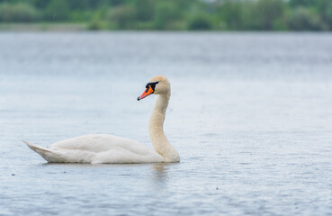 Graceful white Swan swimming in the lake, swans in the wild. Portrait of a white swan swimming on a lake.