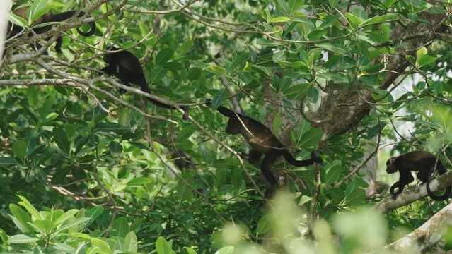 Family Of Mantled Howler Monkeys Hopping On Trees Branches In The Woods. Slow Motion Shot