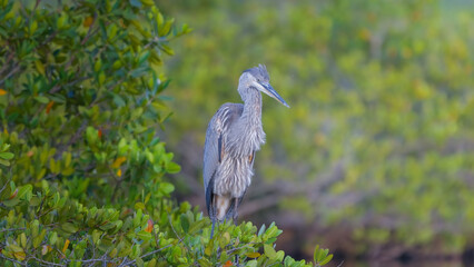 great blue heron preening its feathers in the wetlands at merritt island