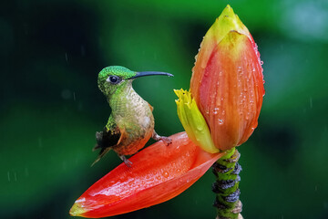Fawn-breasted Brilliant - Heliodoxa rubinoides, beautiful green and brown hummingbird. Portrait of a hummingbird sitting on a flower in a rainforest