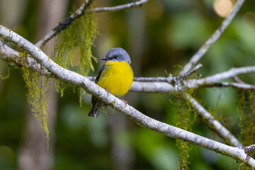 front view of an eastern yellow robin perching on a branch at eungella national park