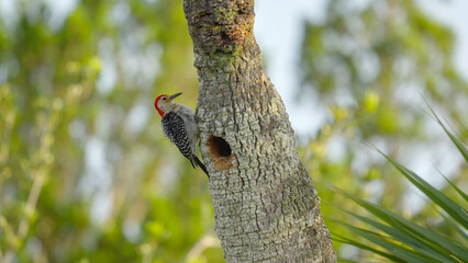 a male red-bellied woodpecker at a nest hole in a palm tree at the wetlands of merritt island national wildlife refuge, florida