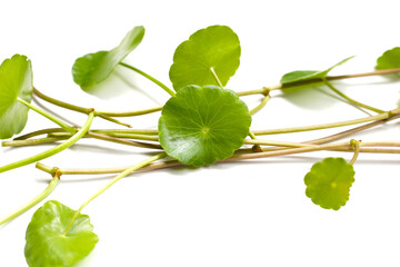 Fresh centella asiatica leaves. Gotu kola herb plant