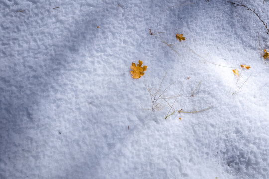 Autumn Snow