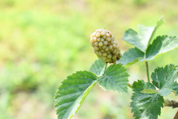 Natural food - fresh unripe blackberries in a garden. Bunch of unripe blackberry fruit, Rubus fruticosus - on branch with green leaves on a farm. Closeup, blurred background. Chakwal, Punjab, Pakistan