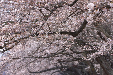 Cherry blossoms near Shiroishigawa Sen-oh Park at Kawabata Funaoka, Shibata, Shibata District, Miyagi, Japan