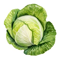 Fototapeta premium Vibrant Cabbage Showcases Healthy Produce for Culinary Creations