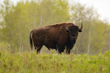 Male bison is grazing in the green grassland around trees in spring.