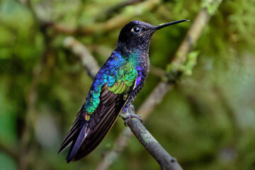 Fototapeta premium Velvet-purple Coronet hummingbird. Manily black or blue, the glittering feathers get many other colors. The bird is a Velvet-purple Coronet (Boissonneaua jardini)