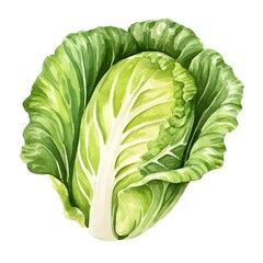 Fototapeta premium Watercolor of Fresh Green Lettuce Leaves on White Background