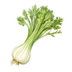 Watercolor of Fennel Vegetable on White Background