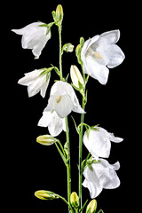 Obraz premium Blooming white bellflower on a black background