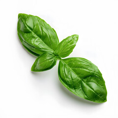 Fototapeta premium Two fresh green basil leaves placed on a plain white surface