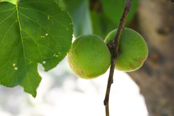 Growing plums in an orchard. Unripe plum fruits on the branches Closeup, green, unripe plum on a tree, Close up detail of unripe green plums on plum tree. Green and unripe plum fruits on a branch