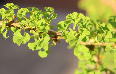 Background for design. Young leaves of ginkgo tree and sun glare.