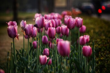 tulips in the garden