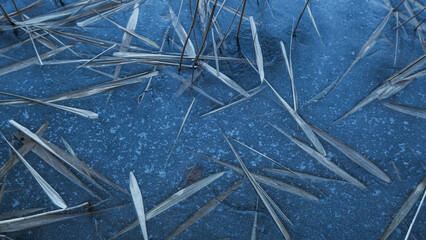 frozen lake and reeds