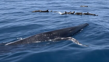 a-blue-whale-swimming-past-a-group-of-seals-showc-upscaled_5
