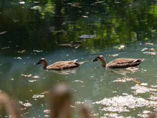 【奈良公園】池を泳ぐカルガモ