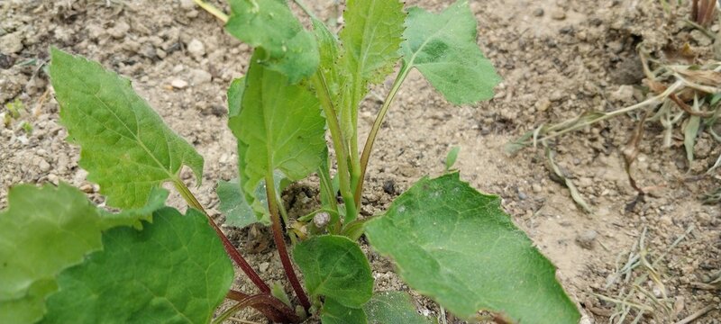 Chwinamul Korean Edible Plants