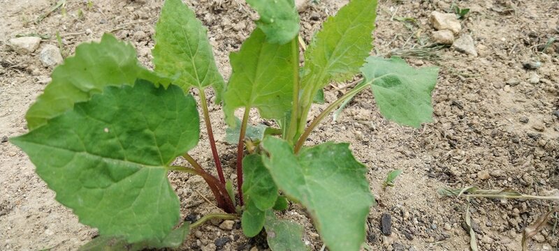 Chwinamul Korean Edible Plants