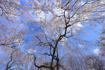Cherry blossoms at Shiroishi Castle, a Restored 16th-century castle at Masuokacho, Shiroishi, Miyagi, Japan