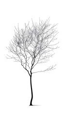 Black silhouette of a leafless winter tree with bare branches against a white sky