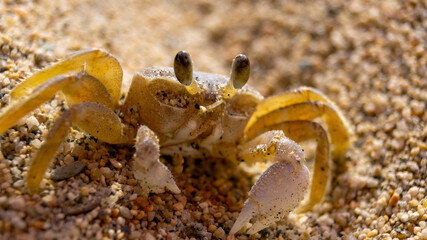 Yellow ghost crab on a sandy beach in Tayrona Park, Colombia, close-up
